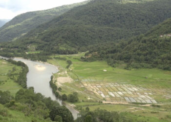 Trashi Yangtse allocates Nu 3.5 M to revive finger millet farming in Bumdeling Gewog