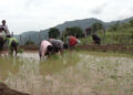 Irrigation channel brings back paddy cultivation in Orong Gewog after 13 years