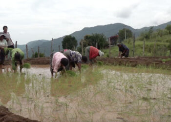 Irrigation channel brings back paddy cultivation in Orong Gewog after 13 years