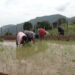 Irrigation channel brings back paddy cultivation in Orong Gewog after 13 years
