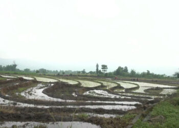 New irrigation brings relief as Pemathang farmers cultivate paddy despite limited rainfall, Samdrup Jongkhar