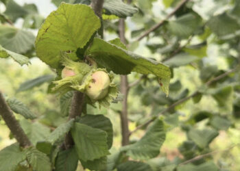 Rainforest Alliance Certification on the horizon for Bhutanese hazelnuts   