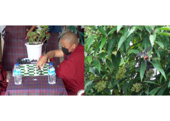 Chess tournament promotes conservation of Bhutan’s National Butterfly