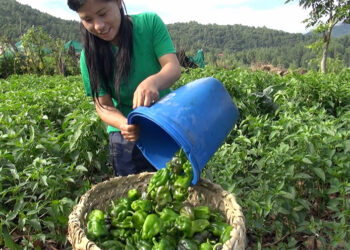 Urka Bangla chilli brings income and independence for women in Baney-Bimkhar Chiwog