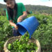 Urka Bangla chilli brings income and independence for women in Baney-Bimkhar Chiwog