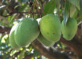 Local mangoes boost incomes in Monggar’s Rollong