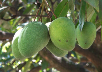 Local mangoes boost incomes in Monggar’s Rollong