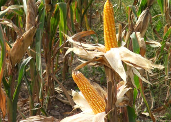 ARDC Wengkhar successfully develops heat- and drought-tolerant hybrid maize