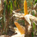 ARDC Wengkhar successfully develops heat- and drought-tolerant hybrid maize