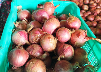 Farmers in Kalapang turn to onion as promising cash crop