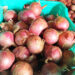 Farmers in Kalapang turn to onion as promising cash crop