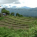 Farmers return to fields as irrigation channel restored in Sergithang Toed Chiwog, Tsirang
