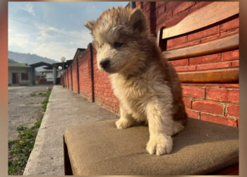 Two cases involving 13 smuggled puppies intercepted since last year