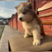 Two cases involving 13 smuggled puppies intercepted since last year