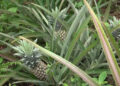 Pema Gatshel’s Khar Gewog sees pineapple boom as farmers diversify income sources