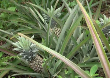 Pema Gatshel’s Khar Gewog sees pineapple boom as farmers diversify income sources