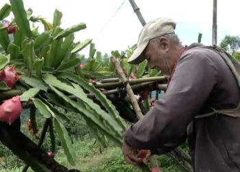 Pema Gatshel farmers turn to dragon fruit for steady income