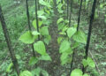 Betel leaf farming gains ground in Sarpang’s Umling Gewog
