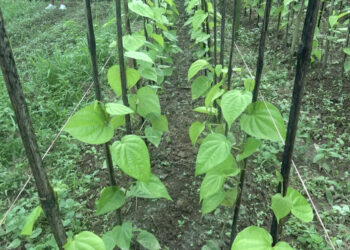 Betel leaf farming gains ground in Sarpang’s Umling Gewog