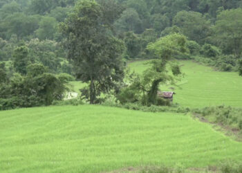 Irrigation channel restored, Samdrup Jongkhar’s Khengkharwoong farmers resume paddy cultivation