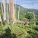 Kipse, Bangtsho, and Samdrupgatshel residents still wait for road access, Samdrup Jongkhar