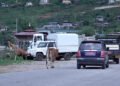Local leaders push for microchipping to tackle stray cattle surge, Paro