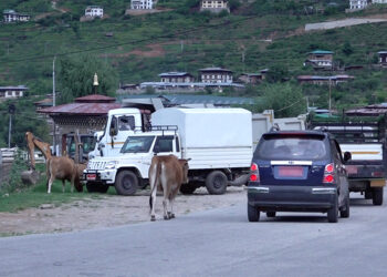 Local leaders push for microchipping to tackle stray cattle surge, Paro
