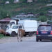 Local leaders push for microchipping to tackle stray cattle surge, Paro