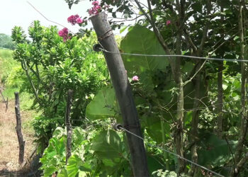 Elephants wreak havoc in Samdrup Jongkhar’s Samrang gewog; villagers turn to self-funded protection