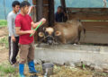 Bringing better breeds to doorstep: Kinley’s artificial insemination services boost milk production in Trashigang