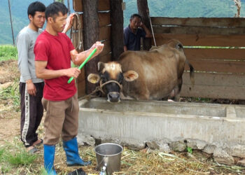 Bringing better breeds to doorstep: Kinley’s artificial insemination services boost milk production in Trashigang