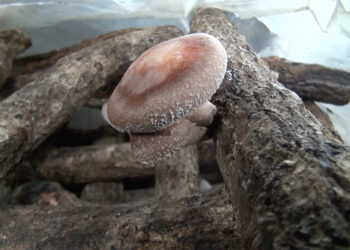 Mushroom farming offers livelihood and hope in Trashigang