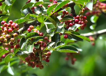 Nubi farmers find reliable income in Sichuan pepper