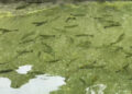 Rainbow trout farm in Chhukha spurs aquaculture growth and boosts local fish supply