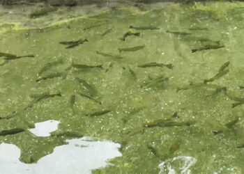 Rainbow trout farm in Chhukha spurs aquaculture growth and boosts local fish supply