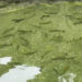 Rainbow trout farm in Chhukha spurs aquaculture growth and boosts local fish supply