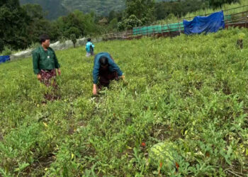 Yurung women turn watermelons into profitable venture, Pema Gatshel