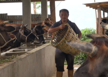 High-breed cattle transform lives of Gongthung farmers, Trashigang