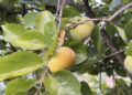 Persimmon gains popularity as profitable crop in Wengkhar, Monggar