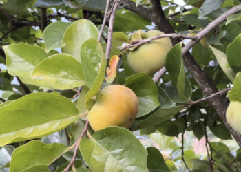Persimmon gains popularity as profitable crop in Wengkhar, Monggar