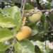 Persimmon gains popularity as profitable crop in Wengkhar, Monggar