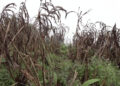 Hopes fade for Lauri Gewog farmers as cardamom cultivation declines