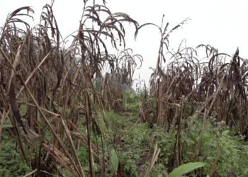 Hopes fade for Lauri Gewog farmers as cardamom cultivation declines