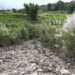 Poor drainage leaves Radhi farmers battling flash floods every monsoon, Trashigang