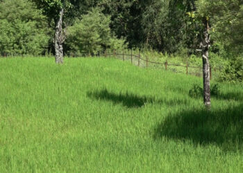 New chain-link fence sparks farming revival in Tashiding, Dagana