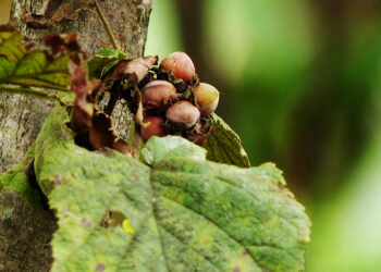 Decade of waiting yields little for hazelnut growers in Gomdar and Lauri Gewogs, Samdrup Jongkhar