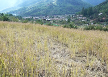 Wildlife attacks and machine shortage threaten paddy harvest in parts of Paro