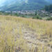 Wildlife attacks and machine shortage threaten paddy harvest in parts of Paro