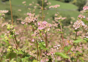 Sweet buckwheat cultivation gains ground in Bepzur, Bumthang