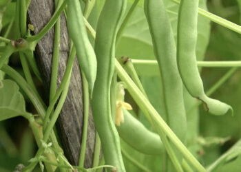Farmers cultivating beans in Tsirang brace for income loss following recent heavy rainfall